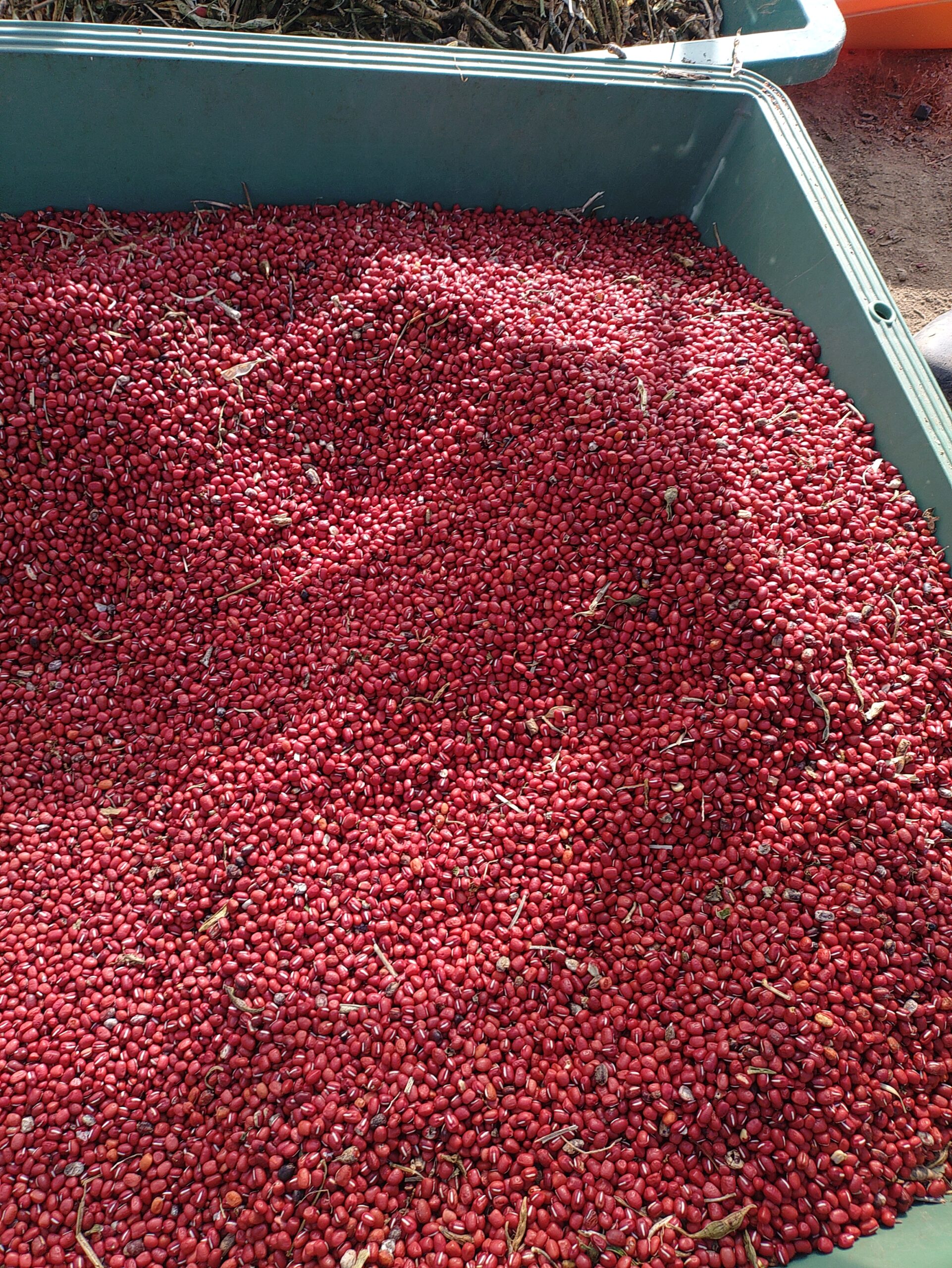 作業前の小豆です。